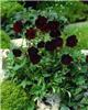 cosmos atrosanguin