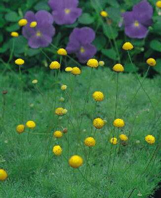 cotula hispida
