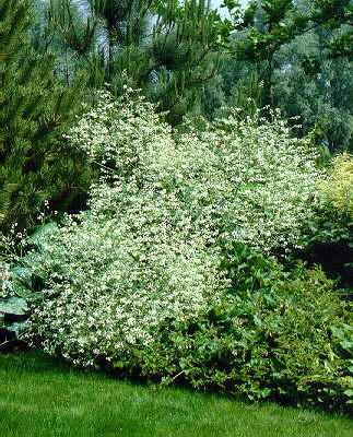 crambe cordifolia