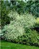crambe cordifolia