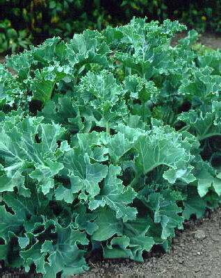 crambe maritima