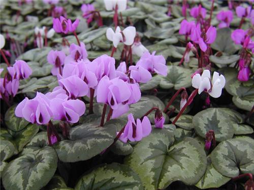 cyclamen coum
