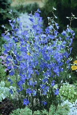 delphinium bellado