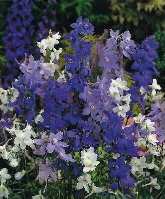 delphinium bellado