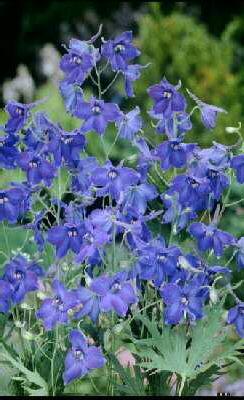 delphinium bellado