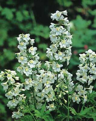 delphinium bellado