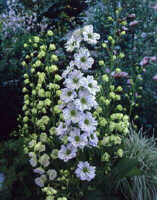 delphinium elatum-