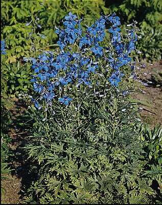 delphinium grandif