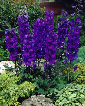 delphinium magic f