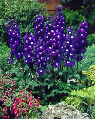 delphinium magic f