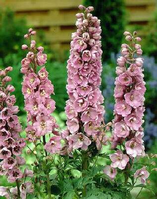 delphinium pacific