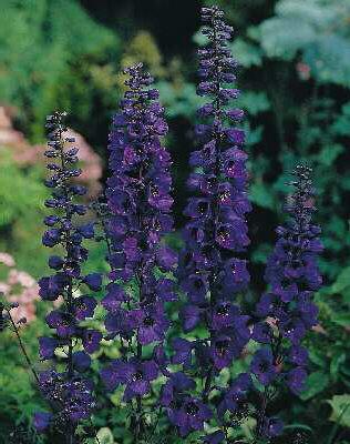 delphinium pacific