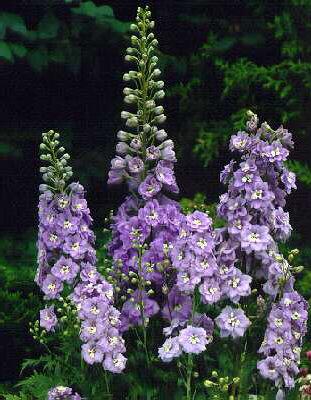 delphinium pacific