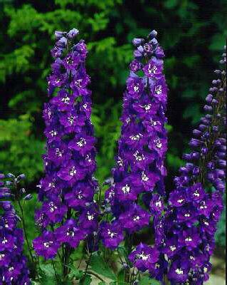 delphinium pacific