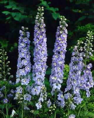 delphinium pacific