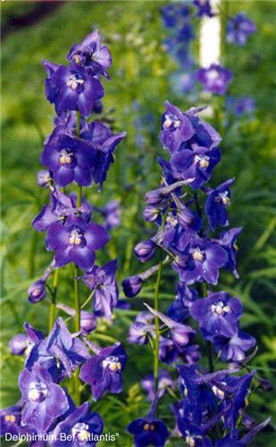 delphinium-bellado