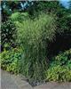 deschampsia cespit