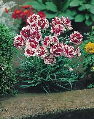 dianthus allwoodii