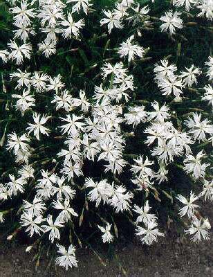 dianthus arenarius
