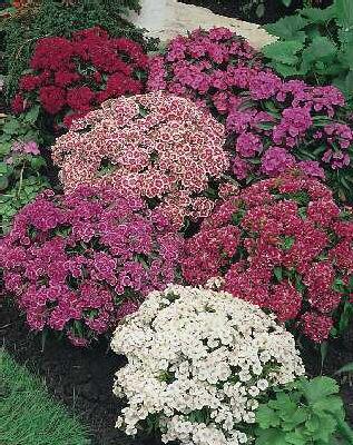 dianthus barbatus 