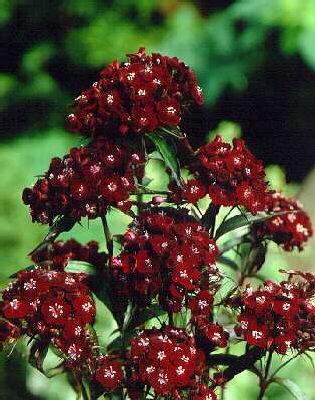 dianthus barbatus nigrescens