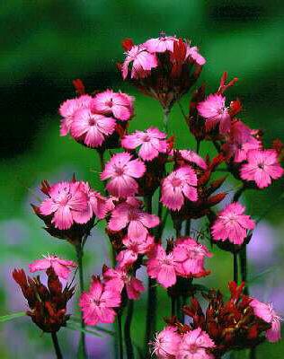 dianthus carthusia