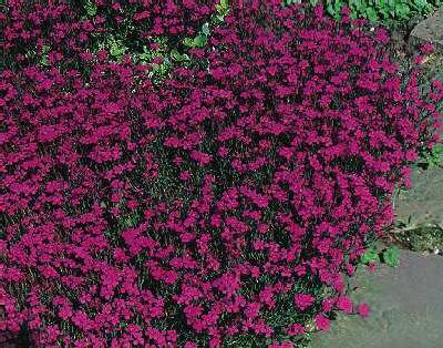 dianthus deltoides splendens erecta