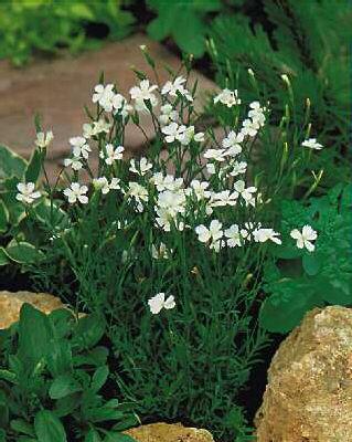 dianthus deltoides