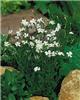 dianthus deltoides