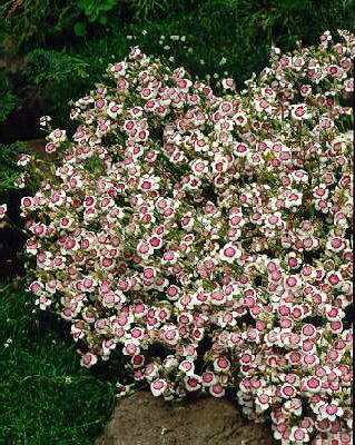 dianthus deltoides