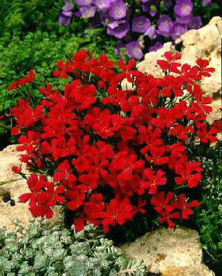 dianthus deltoides