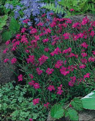 dianthus deltoides