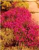 dianthus deltoides