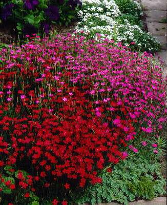 dianthus deltoides