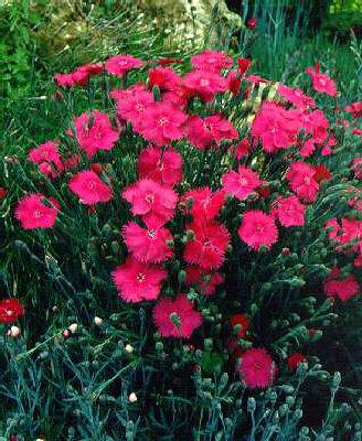 dianthus gratianop