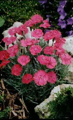dianthus gratianop