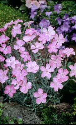 dianthus gratianop