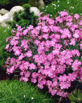 dianthus gratianop