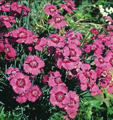 dianthus gratianopolitanus