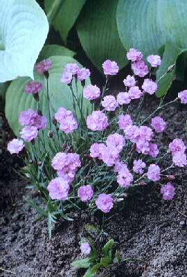 dianthus gratiaopo