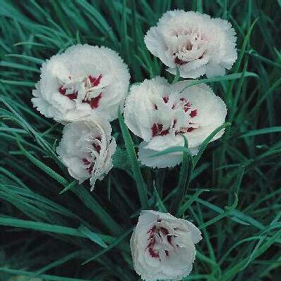 dianthus plumarius hybrid cranmere pool