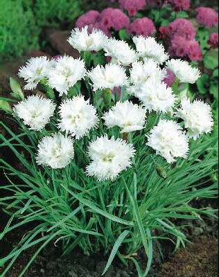 dianthus plumarius