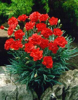 dianthus plumarius