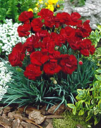 dianthus plumarius