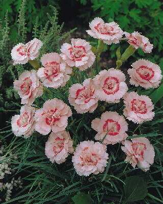 dianthus plumarius