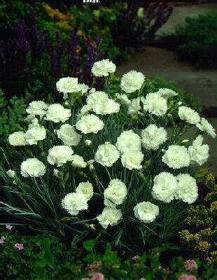 dianthus plumarius