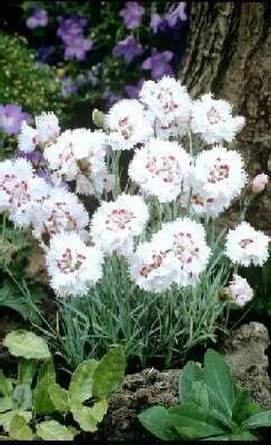 dianthus plumarius