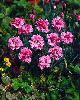 dianthus plumarius