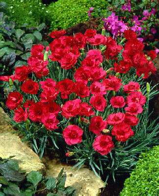 dianthus plumarius