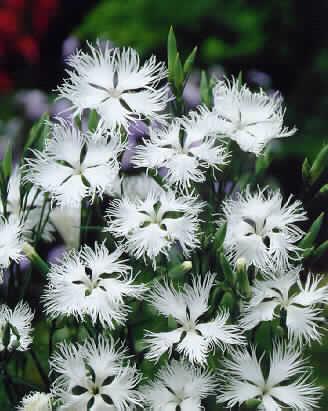 dianthus superbus white